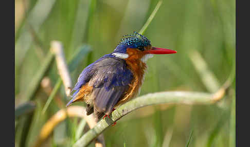 Haubenzwergfischer (Alcedo cristata)