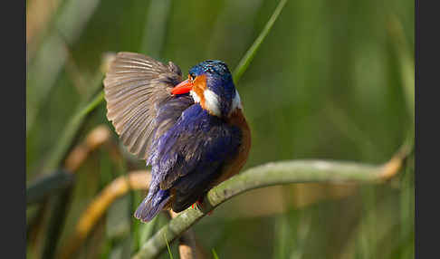 Haubenzwergfischer (Alcedo cristata)