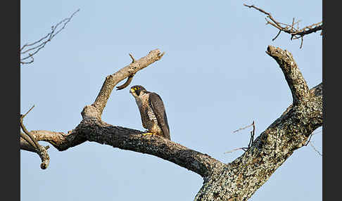 Wanderfalke ssp. 1 (Falco peregrinus minor)