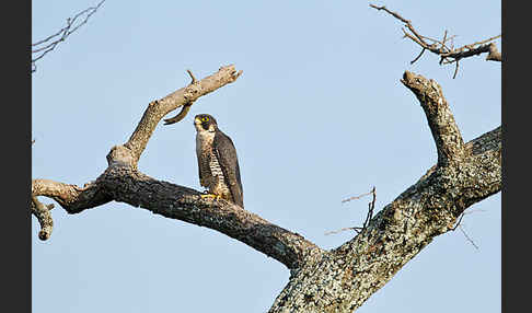 Wanderfalke ssp. 1 (Falco peregrinus minor)