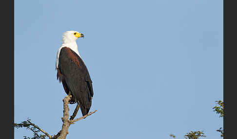 Schreiseeadler (Haliaeetus vocifer)