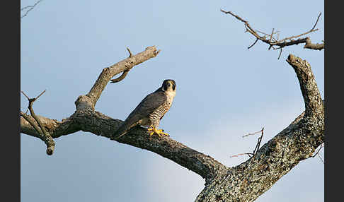 Wanderfalke ssp. 1 (Falco peregrinus minor)