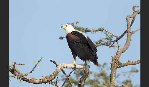 Schreiseeadler (Haliaeetus vocifer)