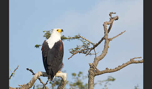 Schreiseeadler (Haliaeetus vocifer)