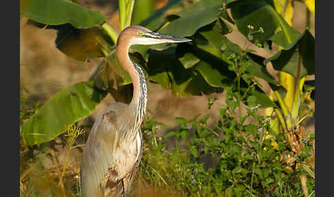 Goliathreiher (Ardea goliath)