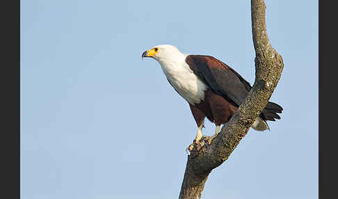 Schreiseeadler (Haliaeetus vocifer)