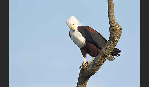 Schreiseeadler (Haliaeetus vocifer)