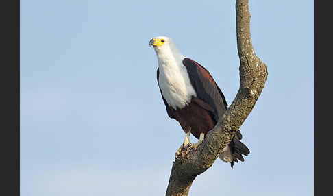 Schreiseeadler (Haliaeetus vocifer)