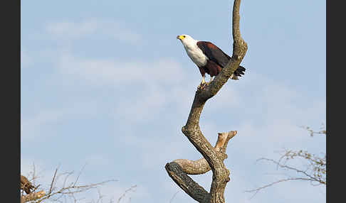 Schreiseeadler (Haliaeetus vocifer)