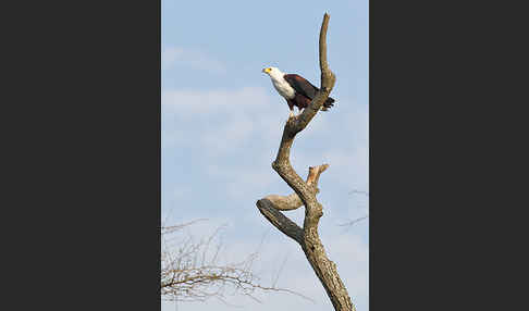 Schreiseeadler (Haliaeetus vocifer)