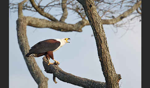 Schreiseeadler (Haliaeetus vocifer)