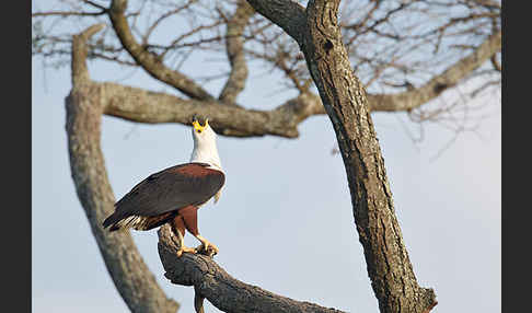 Schreiseeadler (Haliaeetus vocifer)