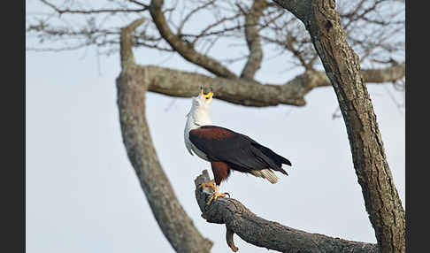 Schreiseeadler (Haliaeetus vocifer)