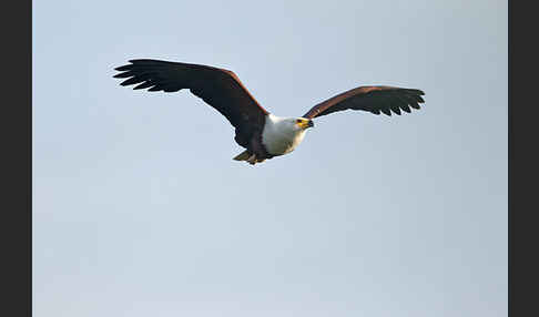 Schreiseeadler (Haliaeetus vocifer)