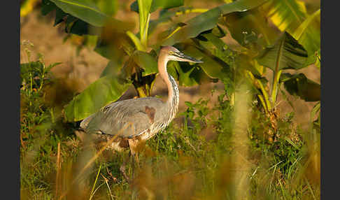 Goliathreiher (Ardea goliath)