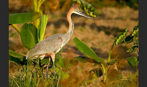 Goliathreiher (Ardea goliath)