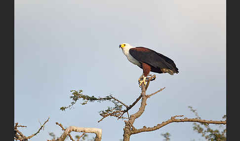 Schreiseeadler (Haliaeetus vocifer)