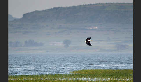 Schreiseeadler (Haliaeetus vocifer)