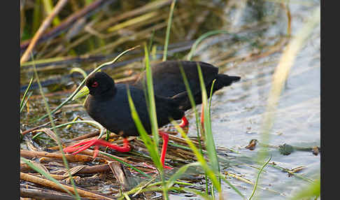 Mohrensumpfhuhn (Amaurornis flavirostra)