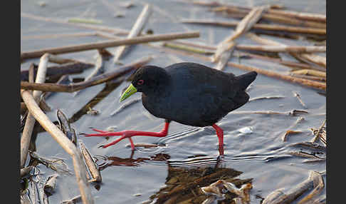 Mohrensumpfhuhn (Amaurornis flavirostra)