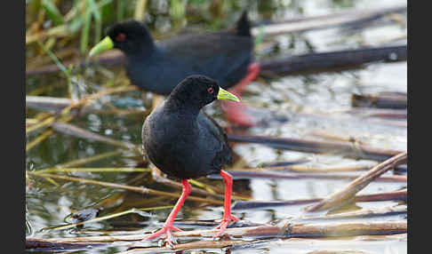 Mohrensumpfhuhn (Amaurornis flavirostra)