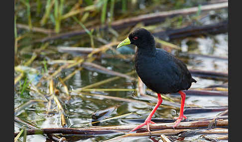 Mohrensumpfhuhn (Amaurornis flavirostra)