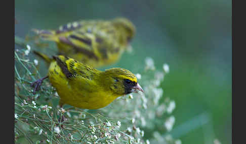 Dünnschnabelgirlitz (Serinus citrinelloides)