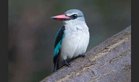 Senegalliest (Halcyon senegalensis)