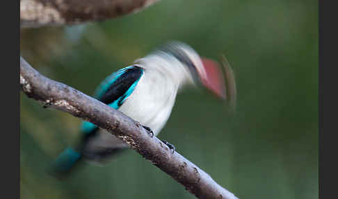 Senegalliest (Halcyon senegalensis)