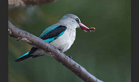 Senegalliest (Halcyon senegalensis)