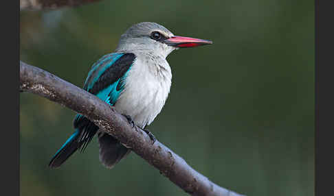 Senegalliest (Halcyon senegalensis)