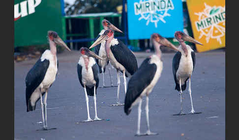 Marabu (Leptoptilos crumiferus)