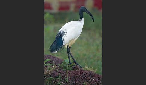 Heiliger Ibis (Threskiornis aethiopicus)