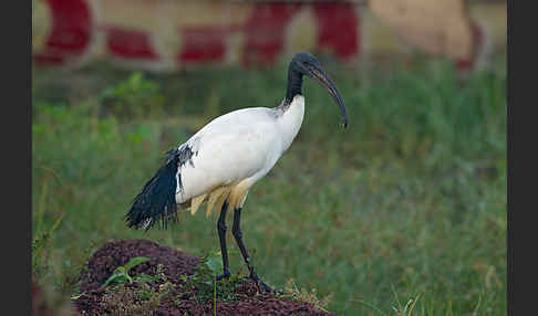 Heiliger Ibis (Threskiornis aethiopicus)