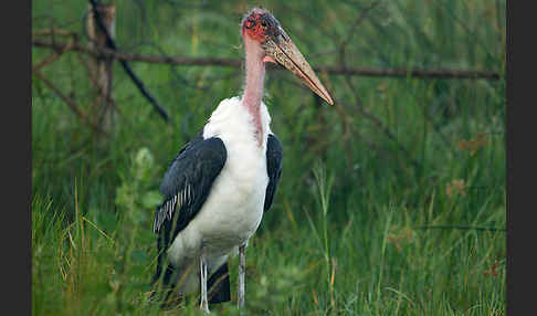 Marabu (Leptoptilos crumiferus)