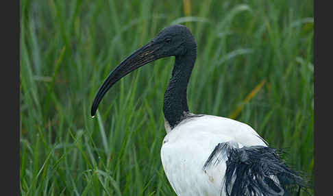 Heiliger Ibis (Threskiornis aethiopicus)