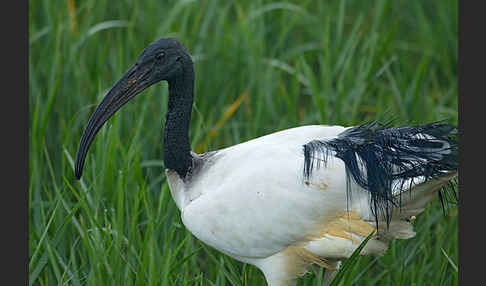 Heiliger Ibis (Threskiornis aethiopicus)