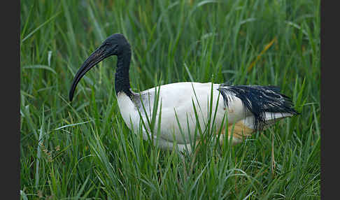 Heiliger Ibis (Threskiornis aethiopicus)