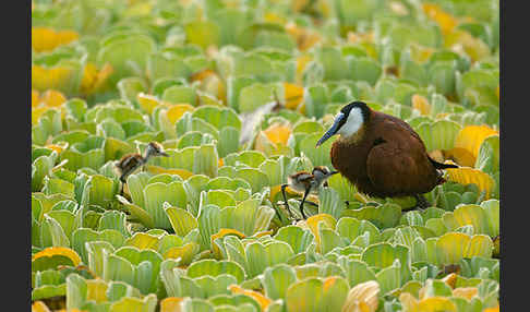 Blaustirn-Blatthühnchen (Actophilornis africanus)