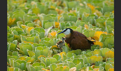 Blaustirn-Blatthühnchen (Actophilornis africanus)