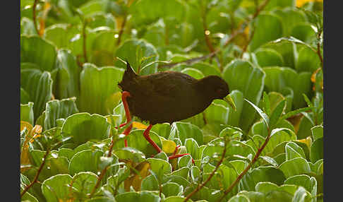 Mohrensumpfhuhn (Amaurornis flavirostra)