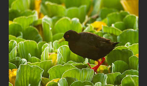 Mohrensumpfhuhn (Amaurornis flavirostra)