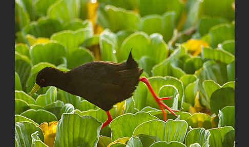 Mohrensumpfhuhn (Amaurornis flavirostra)