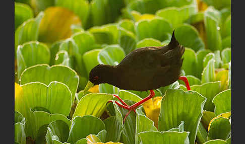 Mohrensumpfhuhn (Amaurornis flavirostra)