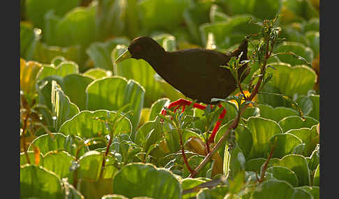 Mohrensumpfhuhn (Amaurornis flavirostra)