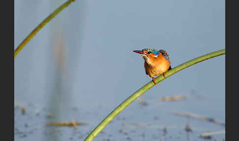 Haubenzwergfischer (Alcedo cristata)