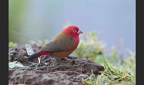 Senegalamarant (Lagonosticta senegala)