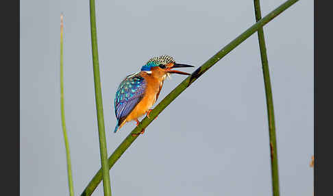 Haubenzwergfischer (Alcedo cristata)