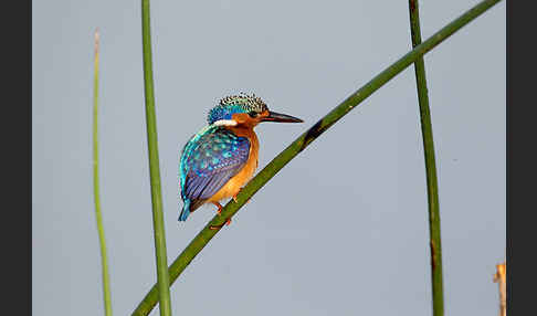 Haubenzwergfischer (Alcedo cristata)