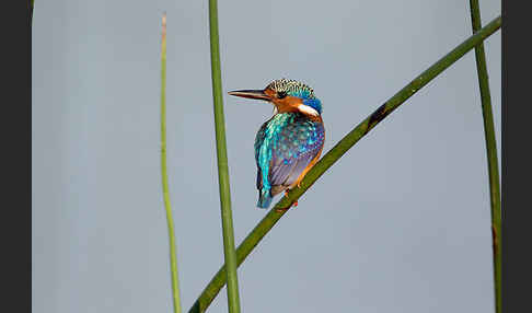 Haubenzwergfischer (Alcedo cristata)